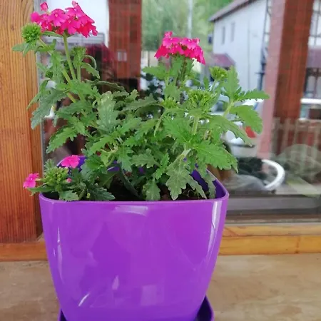 Dunja I Milos Mokra Gora